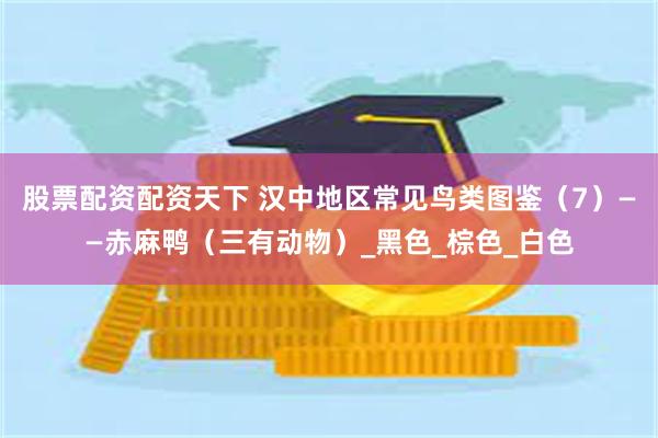 股票配资配资天下 汉中地区常见鸟类图鉴（7）——赤麻鸭（三有动物）_黑色_棕色_白色